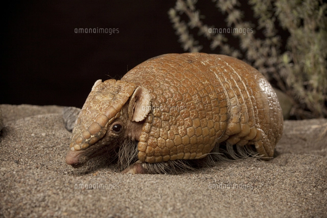 マタコミツオビアルマジロの写真素材 ストックフォト アマナイメージズ