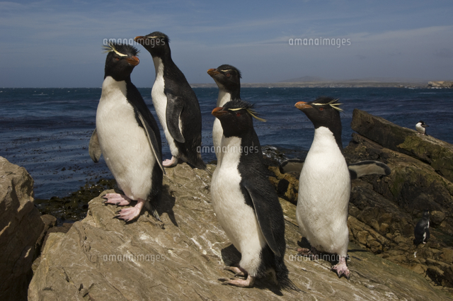 岩の上に立つイワトビペンギンの小群[32258004342]の写真