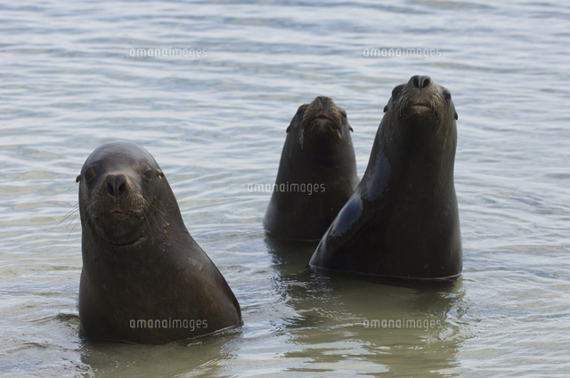 水から頭を出した３頭のオタリア の写真素材 イラスト素材 アマナイメージズ