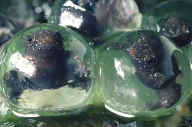 コヤスガエルの卵 卵の中で完全にカエルに変態してから生まれる の写真素材 イラスト素材 アマナイメージズ