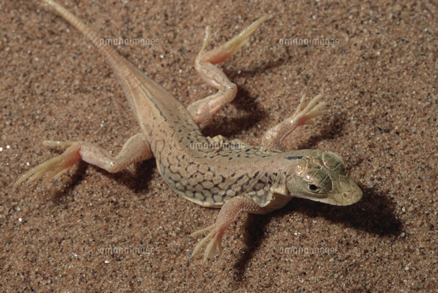 スキハナカナヘビ アポロトカゲ 体温調節のために熱い砂丘の の写真素材 イラスト素材 アマナイメージズ
