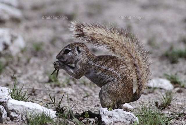 尾で日陰を作って食べるケープアラゲジリス[32258004592]の写真