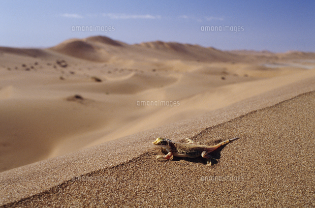 砂丘のスキハナカナヘビ アポロトカゲ の写真素材 イラスト素材 アマナイメージズ
