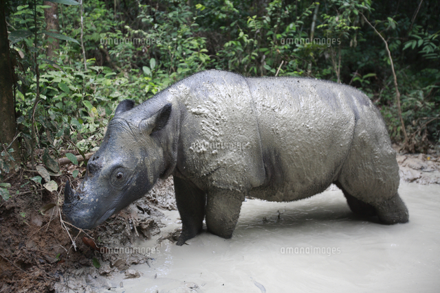水に入るスマトラサイのメス の写真素材 イラスト素材 アマナイメージズ