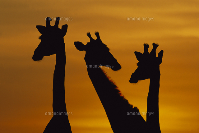 夏の夜明けの３頭のキリンのシルエット の写真素材 イラスト素材 アマナイメージズ