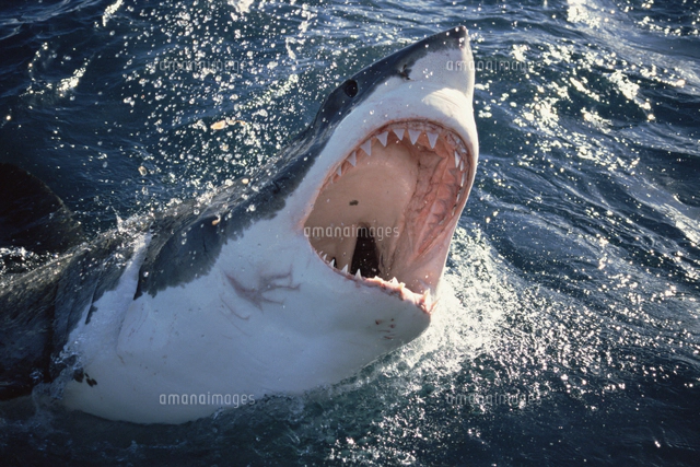 人食いザメの写真素材 ストックフォト アマナイメージズ