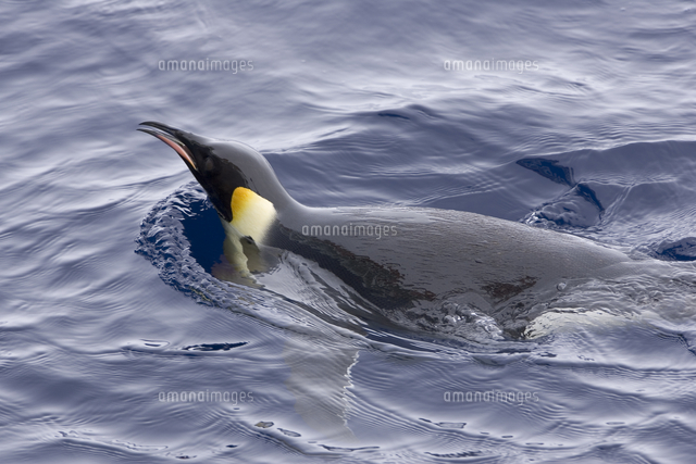 海面を泳ぐコウテイペンギン エンペラーペンギン の写真素材 イラスト素材 アマナイメージズ