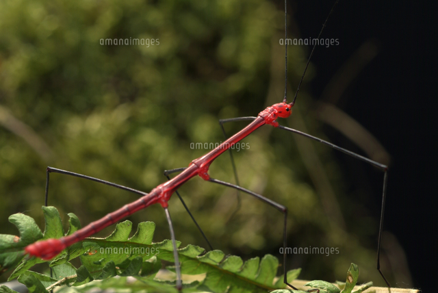 鮮やかな赤い警戒色のナナフシの仲間のオス の写真素材 イラスト素材 アマナイメージズ