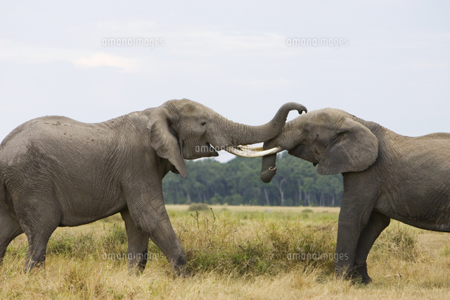 戦うアフリカゾウのオス の写真素材 イラスト素材 アマナイメージズ
