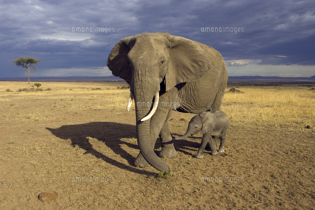 アフリカゾウの母子 の写真素材 イラスト素材 アマナイメージズ