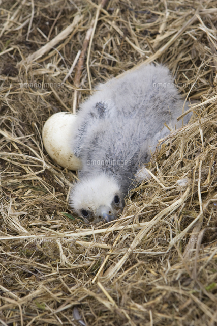 巣の中のハクトウワシのヒナと卵 の写真素材 イラスト素材 アマナイメージズ 巣の中のハクトウワシのヒナと卵 の写真素材 イラスト素材 アマナイメージズ
