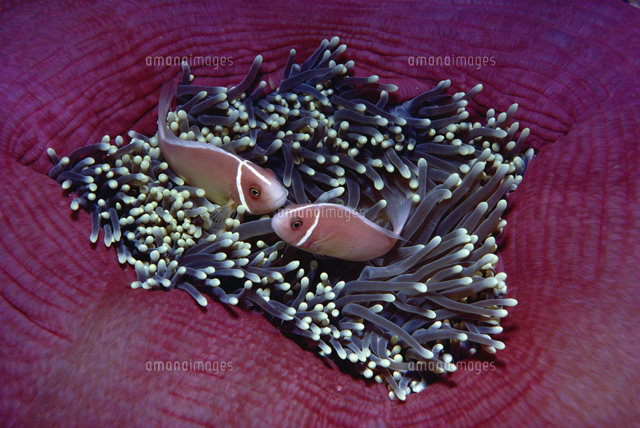 センジュイソギンチャクに共生する2匹のハナビラクマノミ の写真素材 イラスト素材 アマナイメージズ