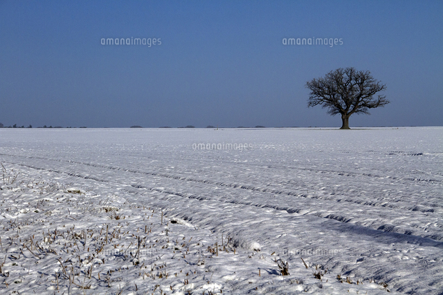 Solitary English Oak Tree In Winter Farmland Landscape Thi 32259008369 