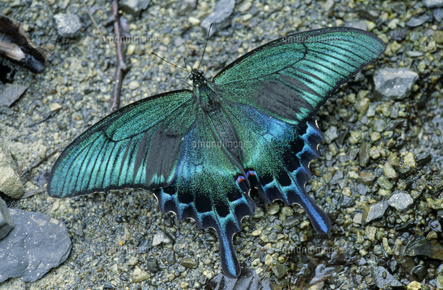 ミヤマカラスアゲハのオス（夏型）[32272000067]の写真・イラスト素材