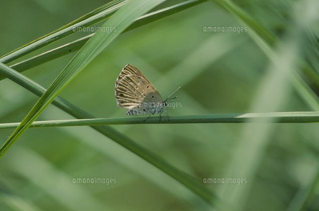 クロシジミのメス の写真素材 イラスト素材 アマナイメージズ
