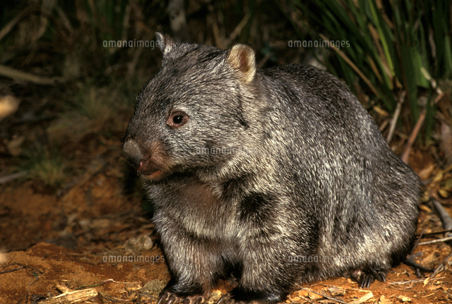 Common Wombat At Night Australia の写真素材 イラスト素材 アマナイメージズ