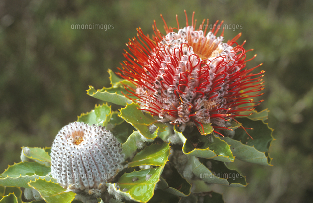 Scarlet banksia Banksia coccinea flower head Bremer Bay, Wes Scarlet banksia Banksia coccinea flower head Bremer Bay, Wes