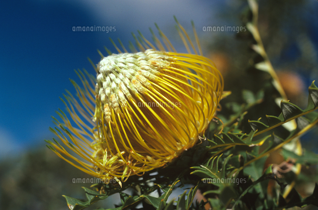 Dryandra Banksia nobilis Dryandra Reserve, Western Australia