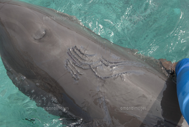 歯形をつけたハンドウイルカ（バンドウイルカ）[32273001730]の