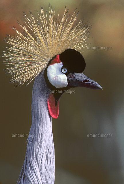 ホオジロカンムリヅル の写真素材 イラスト素材 アマナイメージズ