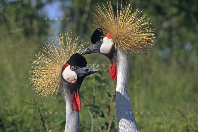 ホオジロカンムリヅルの亜種 の写真素材 イラスト素材 アマナイメージズ