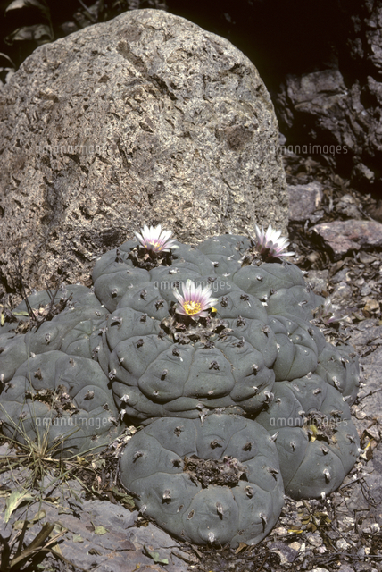 サボテン 鳥羽玉[32273001990]の写真・イラスト素材｜アマナイメージズ
