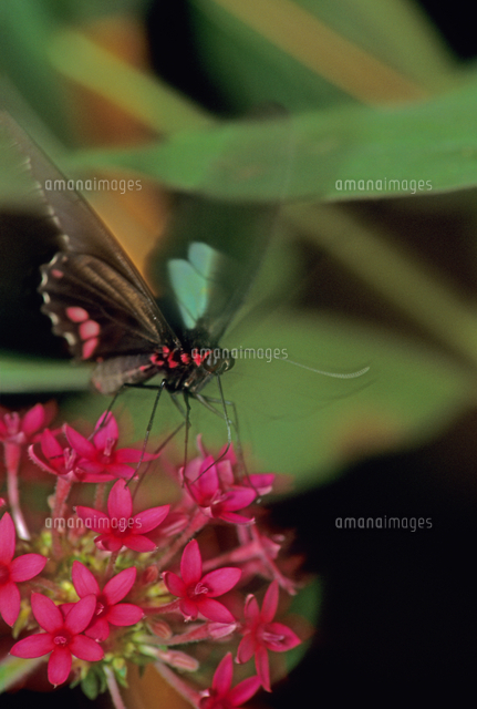 マエモンジャコウアゲハ[32273002239]の写真・イラスト素材｜アマナ