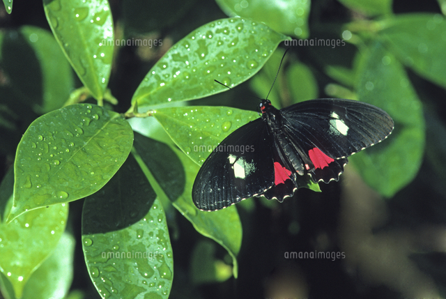 マエモンジャコウアゲハ[32273002257]の写真・イラスト素材｜アマナ