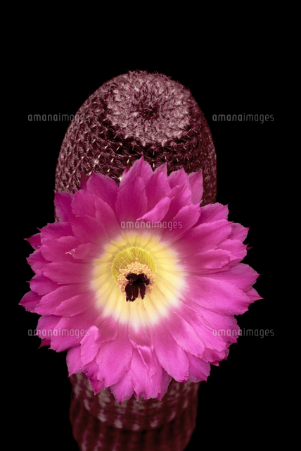 サボテン 紫太陽 の写真素材 イラスト素材 アマナイメージズ