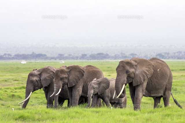アフリカゾウの家族 の写真素材 イラスト素材 アマナイメージズ