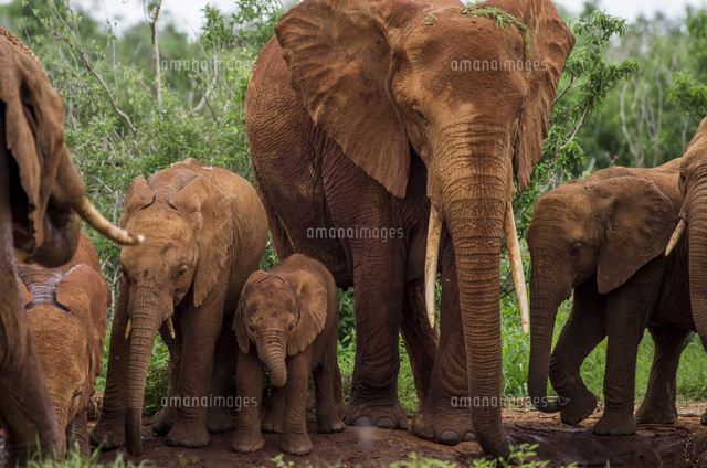 アフリカゾウの家族 の写真素材 イラスト素材 アマナイメージズ