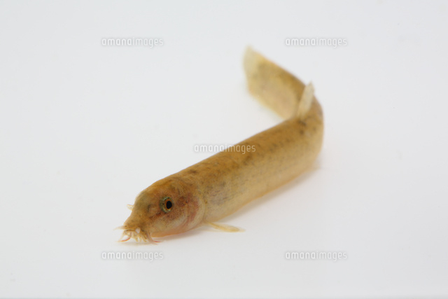 ドジョウ の写真素材 イラスト素材 アマナイメージズ