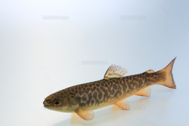 タイガートラウト カワマス ブラウントラウト の写真素材 イラスト素材 アマナイメージズ
