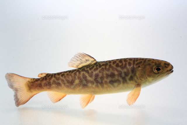 タイガートラウト カワマス ブラウントラウト の写真素材 イラスト素材 アマナイメージズ
