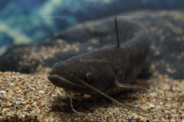 ナマズ の写真素材 イラスト素材 アマナイメージズ