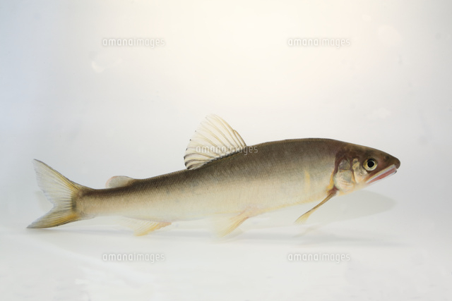 アユ の写真素材 イラスト素材 アマナイメージズ