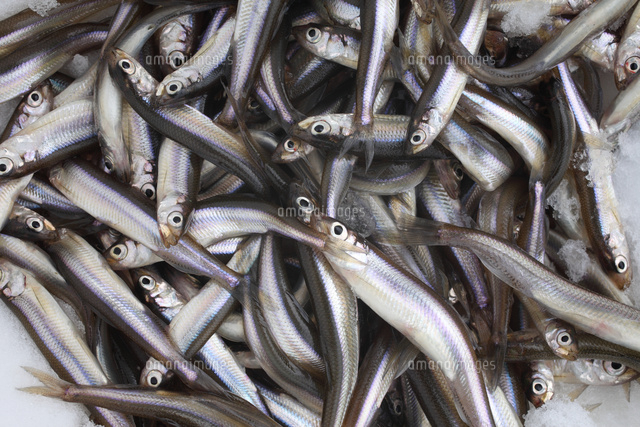 ワカサギ（イシカリワカサギ）[32277001660]の写真素材・イラスト素材｜アマナイメージズ