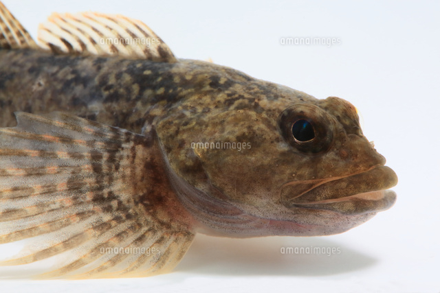 カジカ[32277001967]の写真素材・イラスト素材｜アマナイメージズ