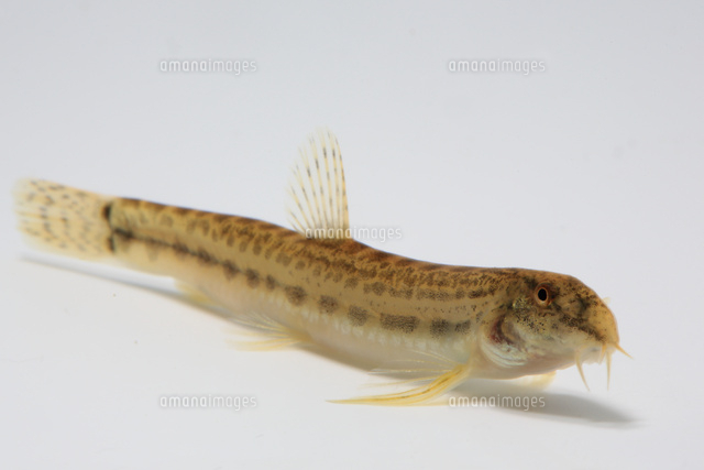 シマドジョウ の写真素材 イラスト素材 アマナイメージズ