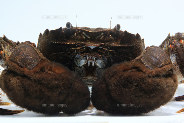 モクズガニ[32277002178]の写真・イラスト素材｜アマナイメージズ