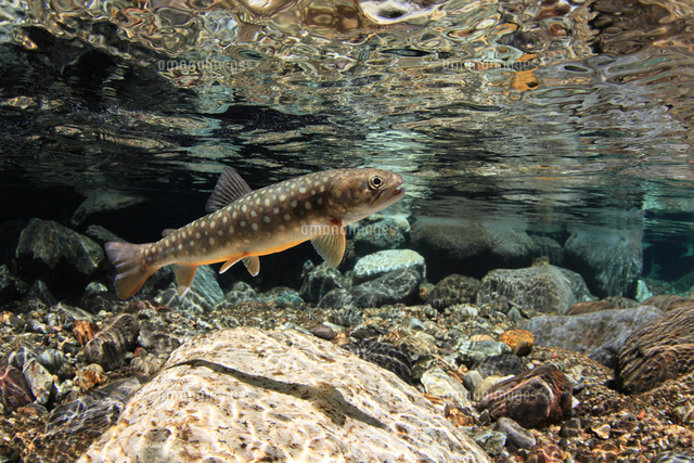 ニッコウイワナ の写真素材 イラスト素材 アマナイメージズ