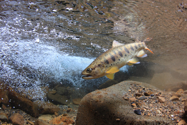 アマゴ の写真素材 イラスト素材 アマナイメージズ