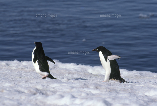 走るアデリーペンギン の写真素材 イラスト素材 アマナイメージズ