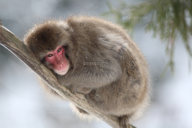 木のうえで休むニホンザル の写真素材 イラスト素材 アマナイメージズ
