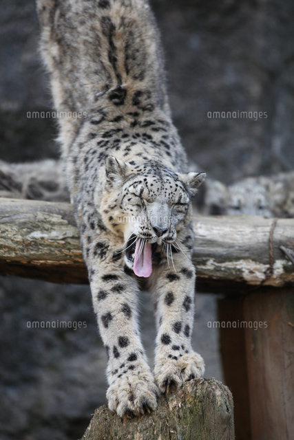 あくびをするユキヒョウ の写真素材 イラスト素材 アマナイメージズ