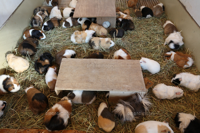 飼育小屋のモルモット の写真素材 イラスト素材 アマナイメージズ