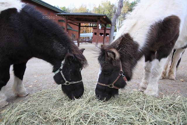 エサを食べるポニー の写真素材 イラスト素材 アマナイメージズ