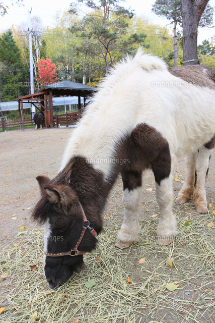 エサを食べるポニー の写真素材 イラスト素材 アマナイメージズ