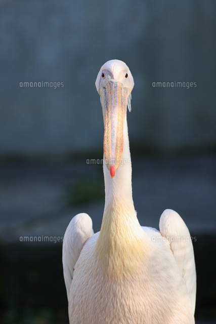 モモイロペリカン の写真素材 イラスト素材 アマナイメージズ