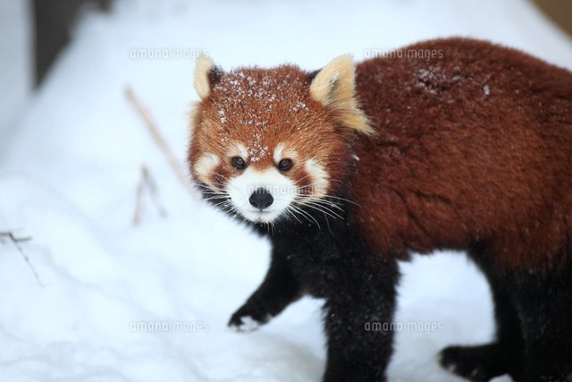 雪のなかのレッサーパンダ の写真素材 イラスト素材 アマナイメージズ 雪のなかのレッサーパンダ の写真素材 イラスト素材 アマナイメージズ
